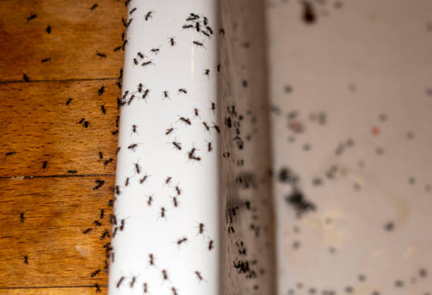 Best Termite Control Services  in Delta, UT
